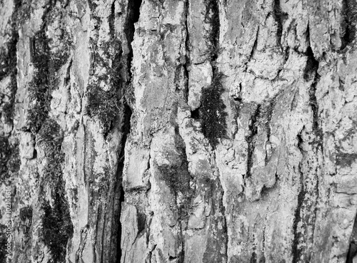 Tree Bark Texture natural wood background
