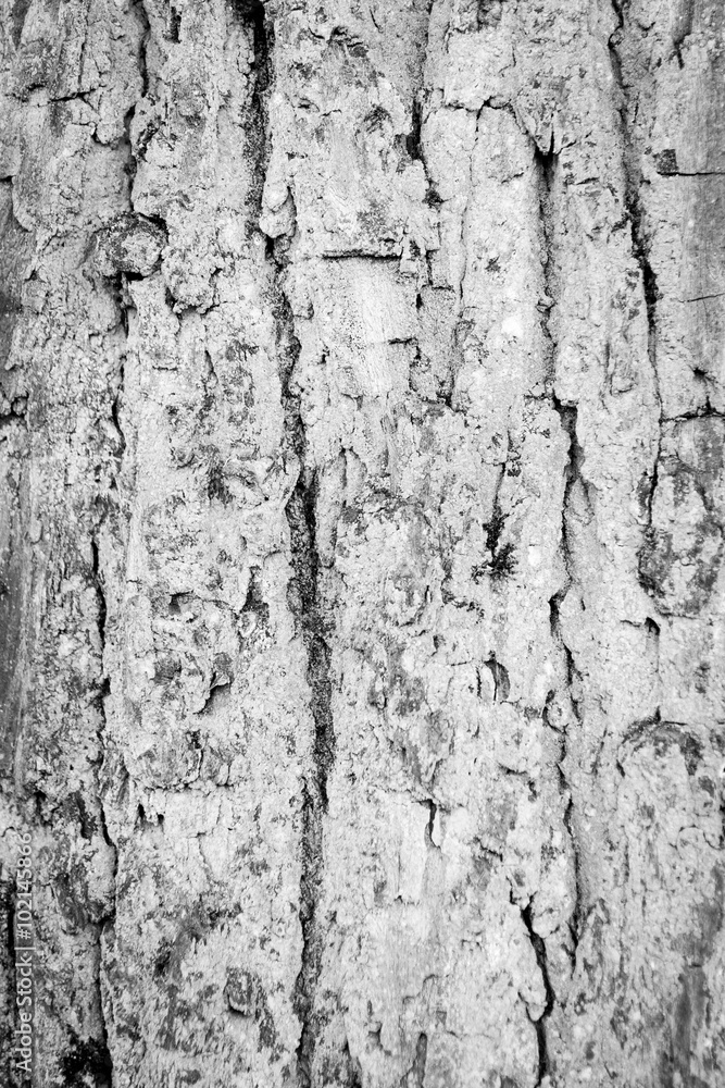 Obraz premium Tree Bark Texture natural wood background