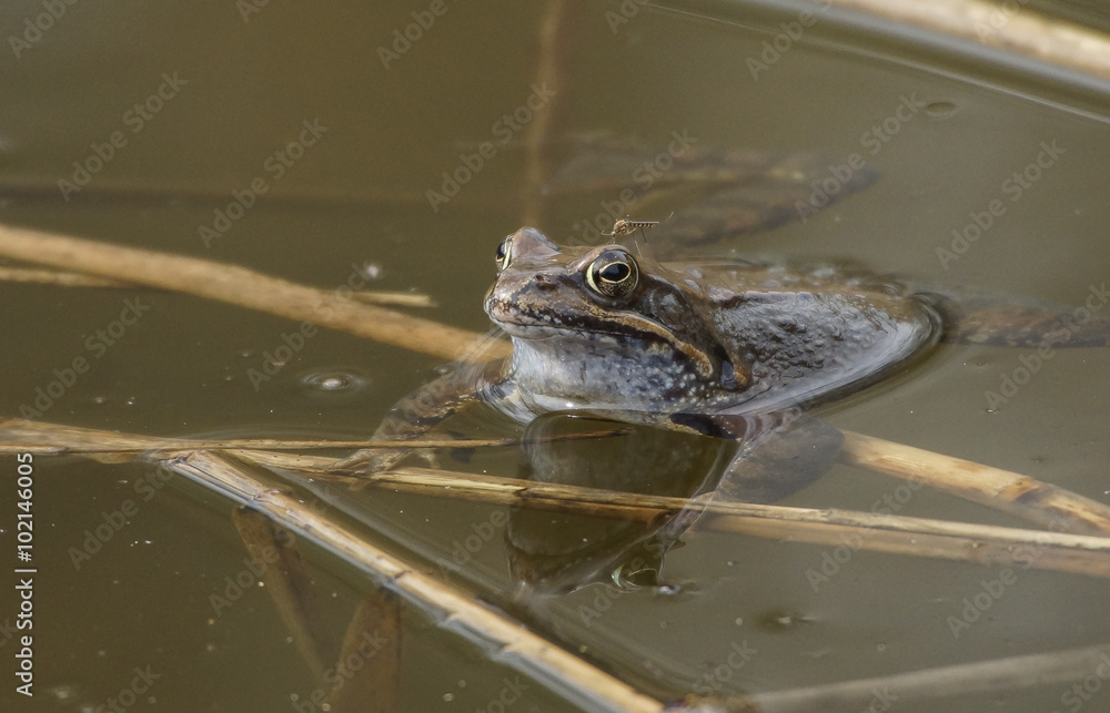 Grasfrosch mit Stechmücke