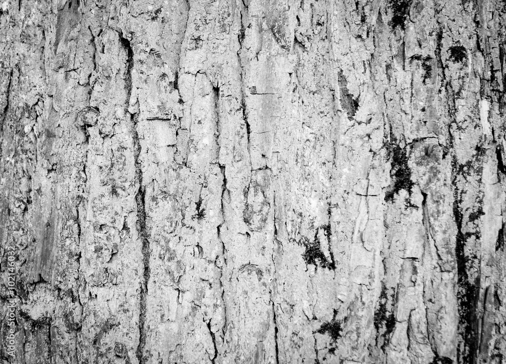Tree Bark Texture natural wood background Tree Bark Texture natural wood background