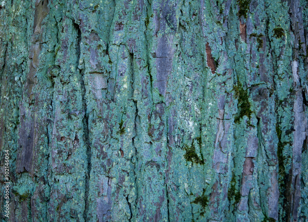 Obraz premium Tree Bark Texture natural background