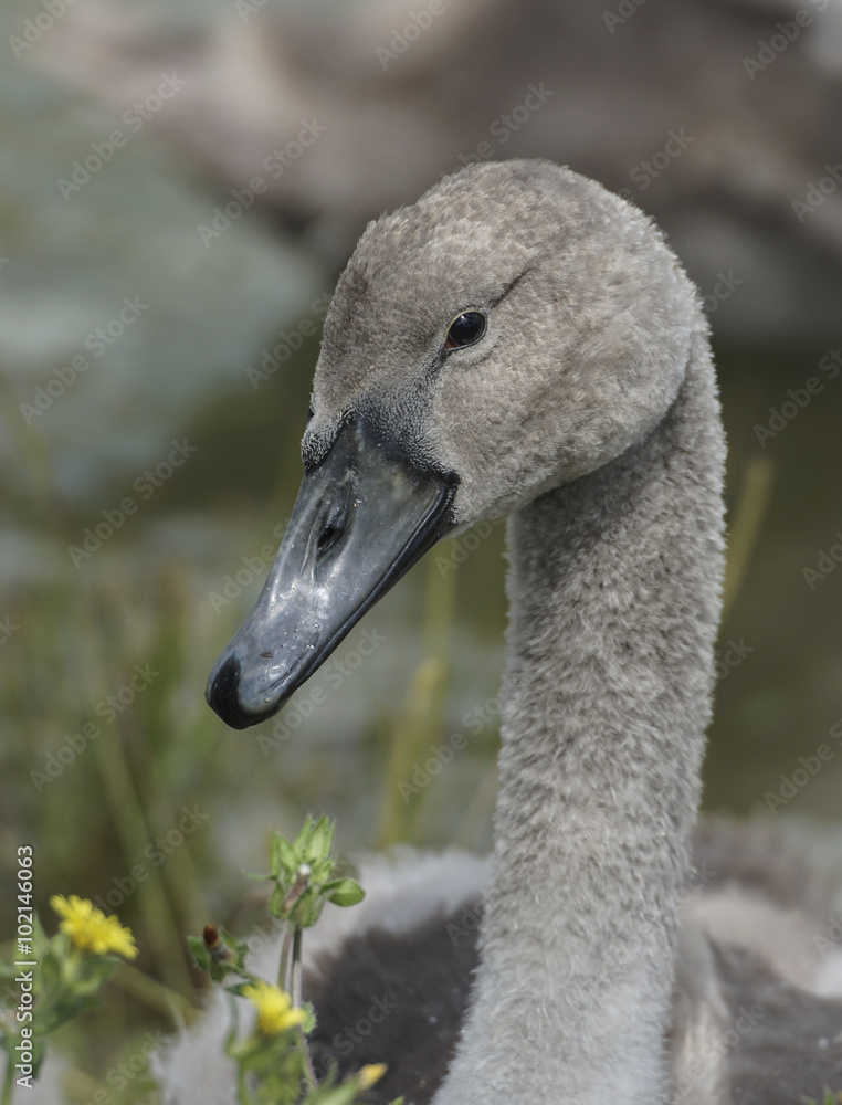 junger Schwan