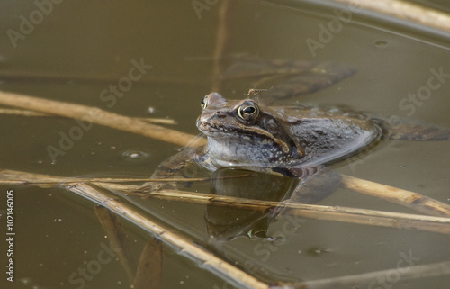 Obraz na płótnie Grasfrosch mit Stechmücke w salonie