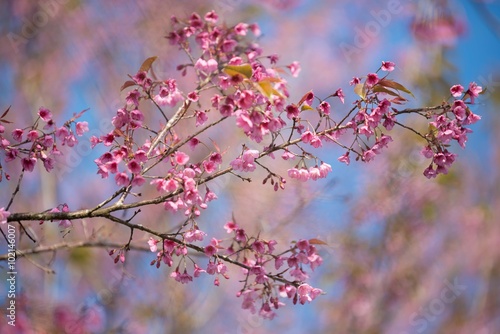 Pink cherry blossom