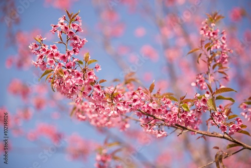 Pink cherry blossom