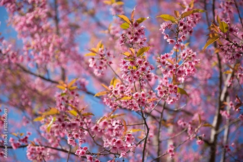 Pink cherry blossom