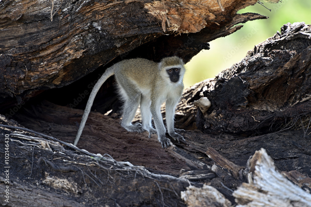 Obraz premium Vervet Monkey in the savannah