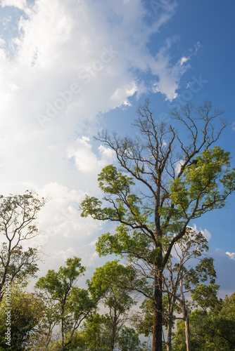 Branch of tree