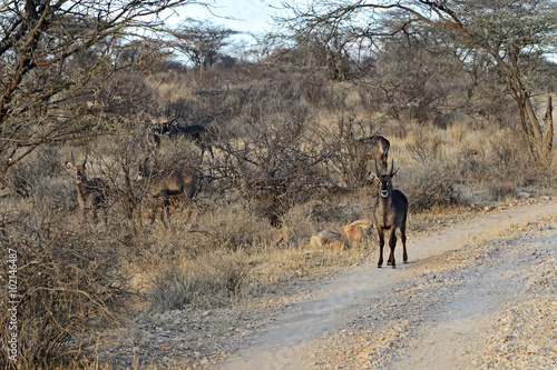Fototapeta Naklejka Na Ścianę i Meble -  Water goat in the savannah