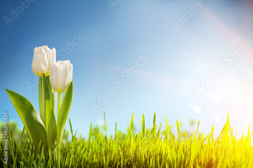 Spring tulips in the field #102146634