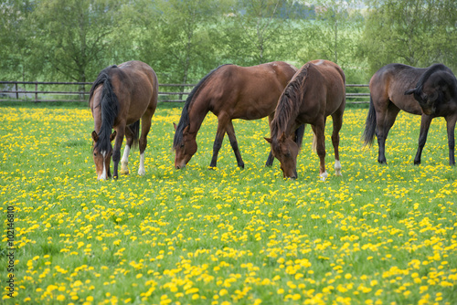 Fototapeta Naklejka Na Ścianę i Meble -  grasende Pferde auf Löwenzahnwiese