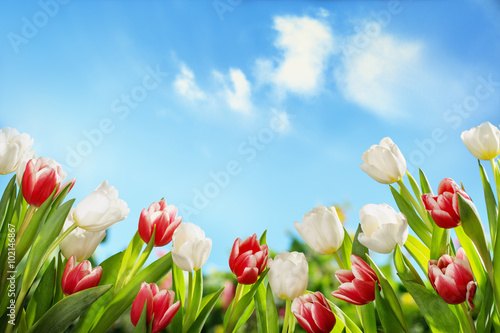 Spring tulips in the field #102146867