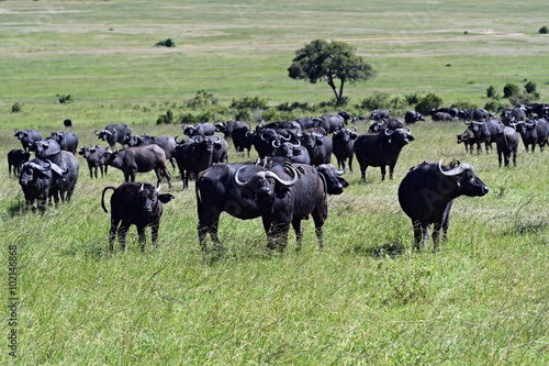 Wallpaper Mural African Buffalo Torontodigital.ca