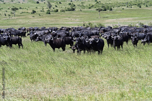 Wallpaper Mural African Buffalo Torontodigital.ca