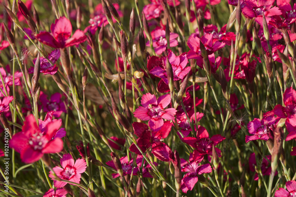 Pink flowers in the garden.