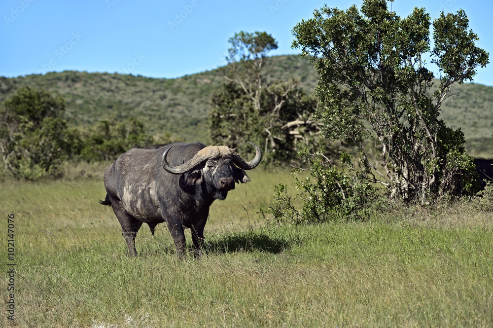 Fototapeta premium Buffaloes in the Masai Mara