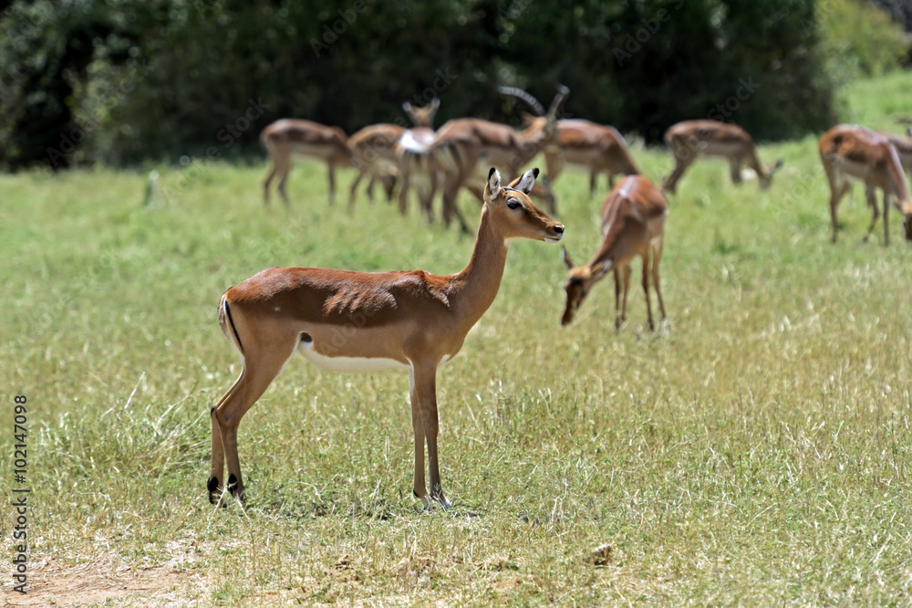 Fototapeta premium Impala gazelle