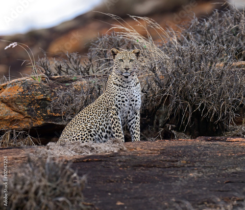 Leopard Tsavo