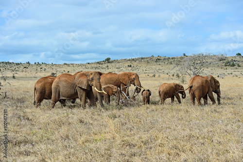 African elephants in the savannah