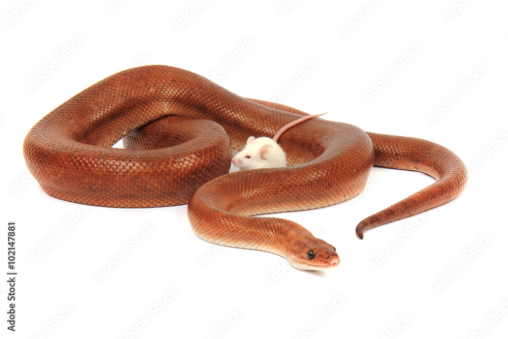 rainbow boa snake and his friend mouse rainbow boa snake and his friend mouse