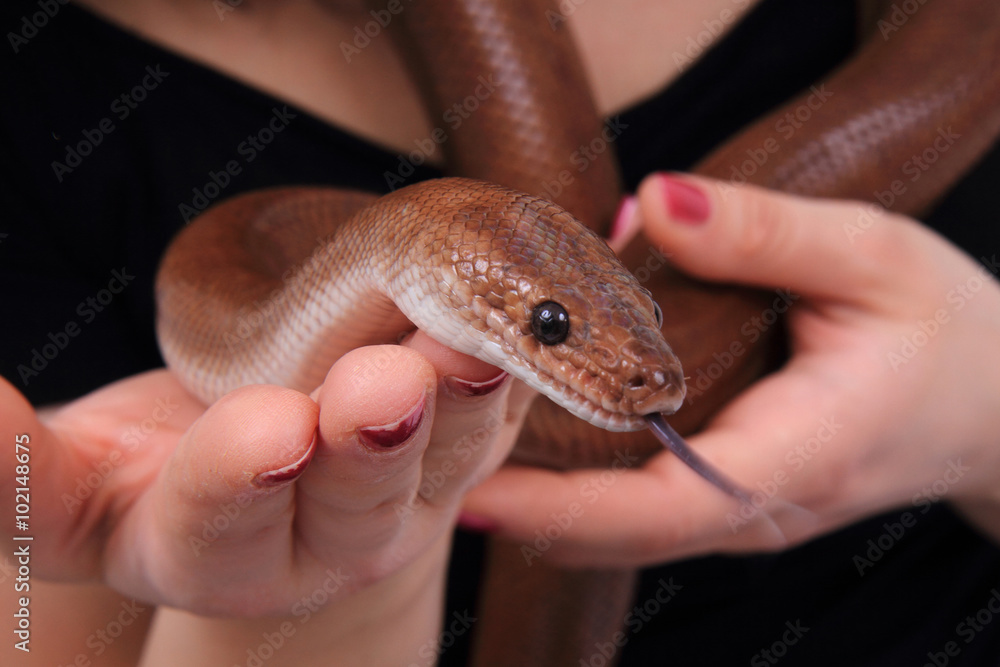 Fototapeta premium rainbow boa snake and human hands