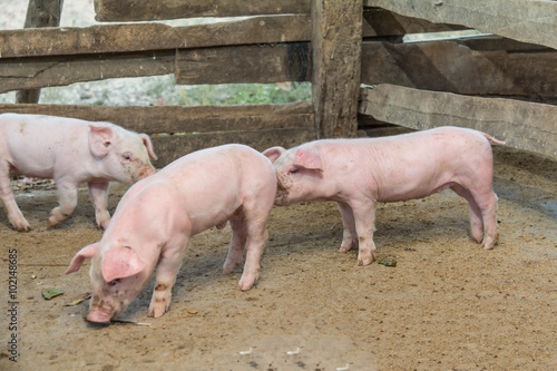 Pigs are brought together for a walk in a wood enclosure.