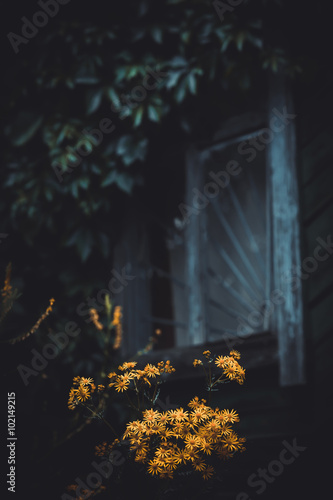 Yellow flowers under the window