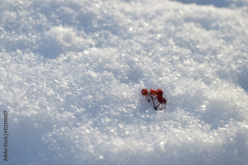 There is bunch of viburnum in the snow