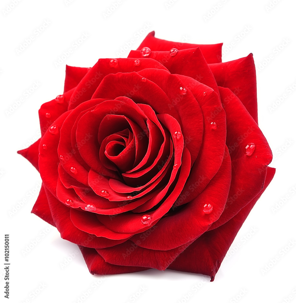 Red rose isolated - obrazy, fototapety, plakaty 