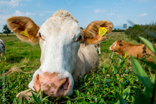 Cow photo