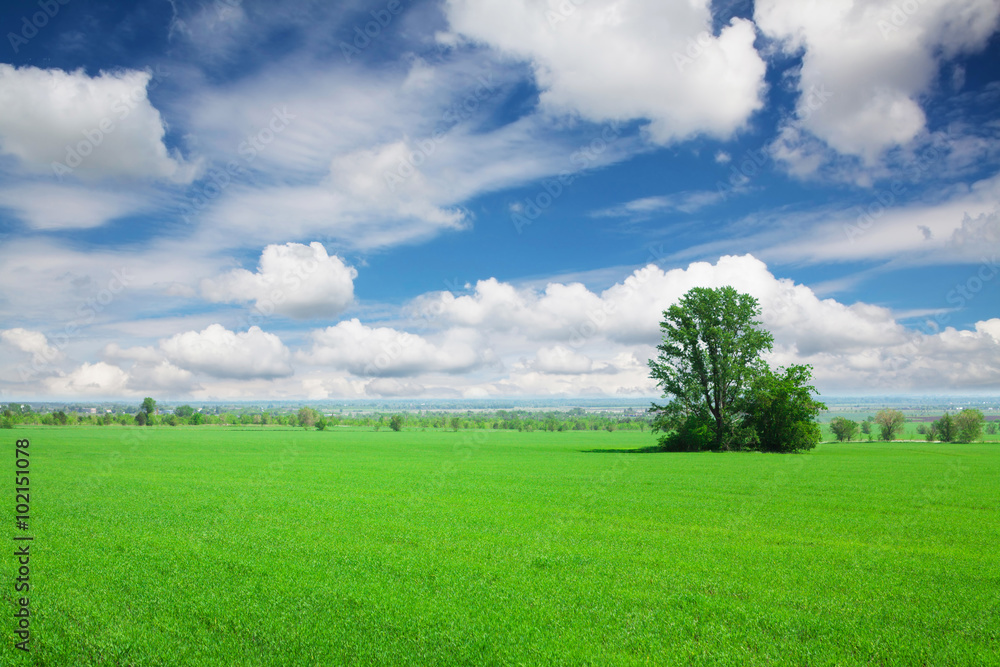 Obraz premium Green grass field and blue sky with clouds
