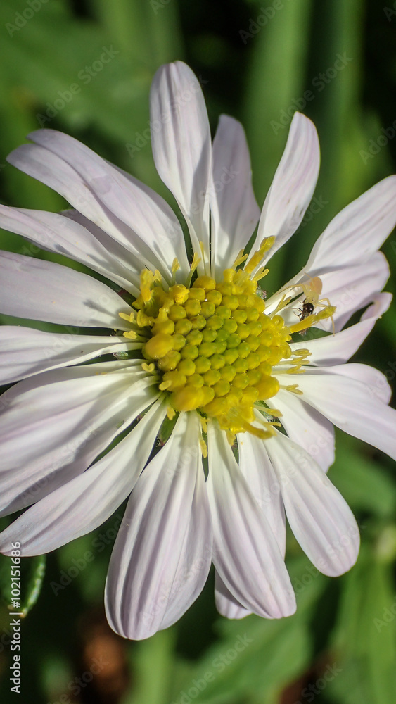 Obraz premium white Singapore dailsy