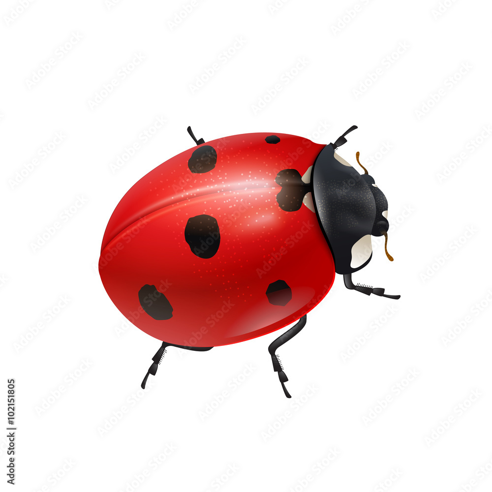 Naklejka premium Realistic shiny ladybug. 