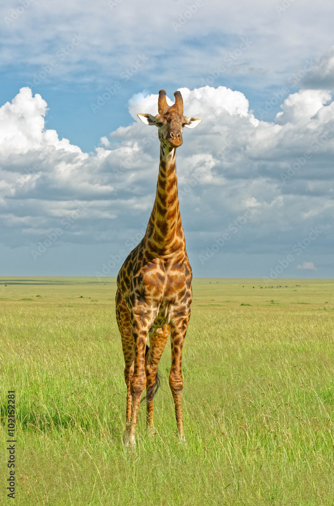 Fototapeta premium Giraffe standing in grass, Masai Mara, Kenya