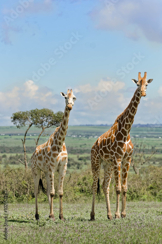 Giraffe standing in grass  Aberdare  Kenya