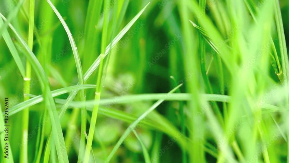 Blurred Grass Background