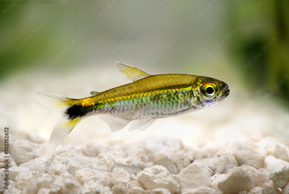 Fototapeta premium Costello tetra Hemigrammus hyanuary aquarium fish green neon