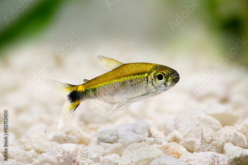 Costello tetra Hemigrammus hyanuary aquarium fish green neon