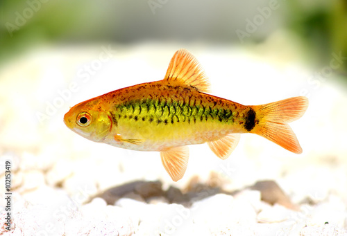 Gold barb Barbodes semifasciolatus Chinese barb aquarium fish 