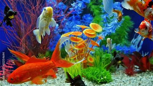 Slow Motion Of Fish Swimming In Tropical Freshwater Aquarium