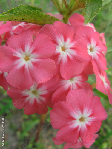 Beautiful impatiens walleriana flowers 