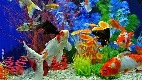 Slow Motion Of Fish Swimming In Tropical Freshwater Aquarium