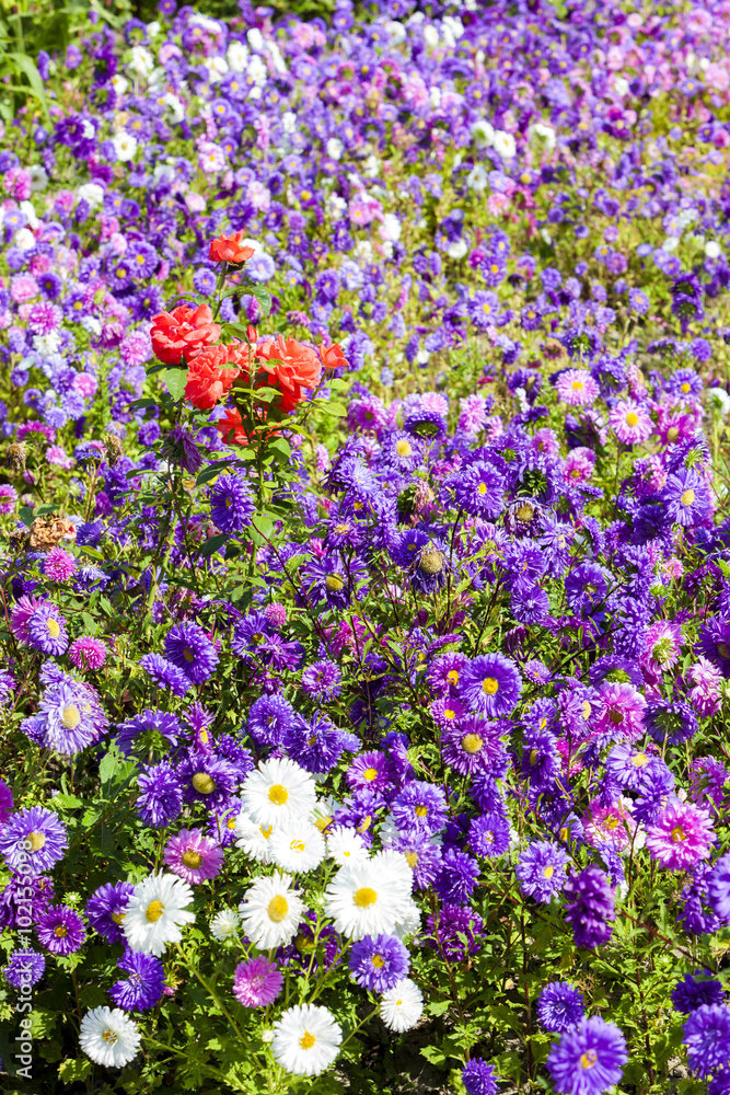Fototapeta premium flowerbed of asters