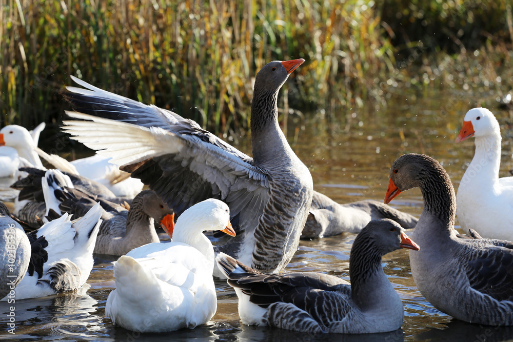 Fototapeta premium Geese swimming to the other side of marsh