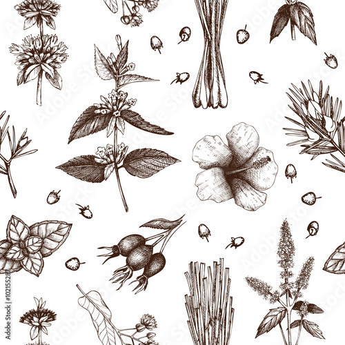Botanical design with hand drawn herbal tea ingredients. Decorative  background with vintage herbs and spice sketch. Herbal seamless pattern isolated on white. Vector illustration