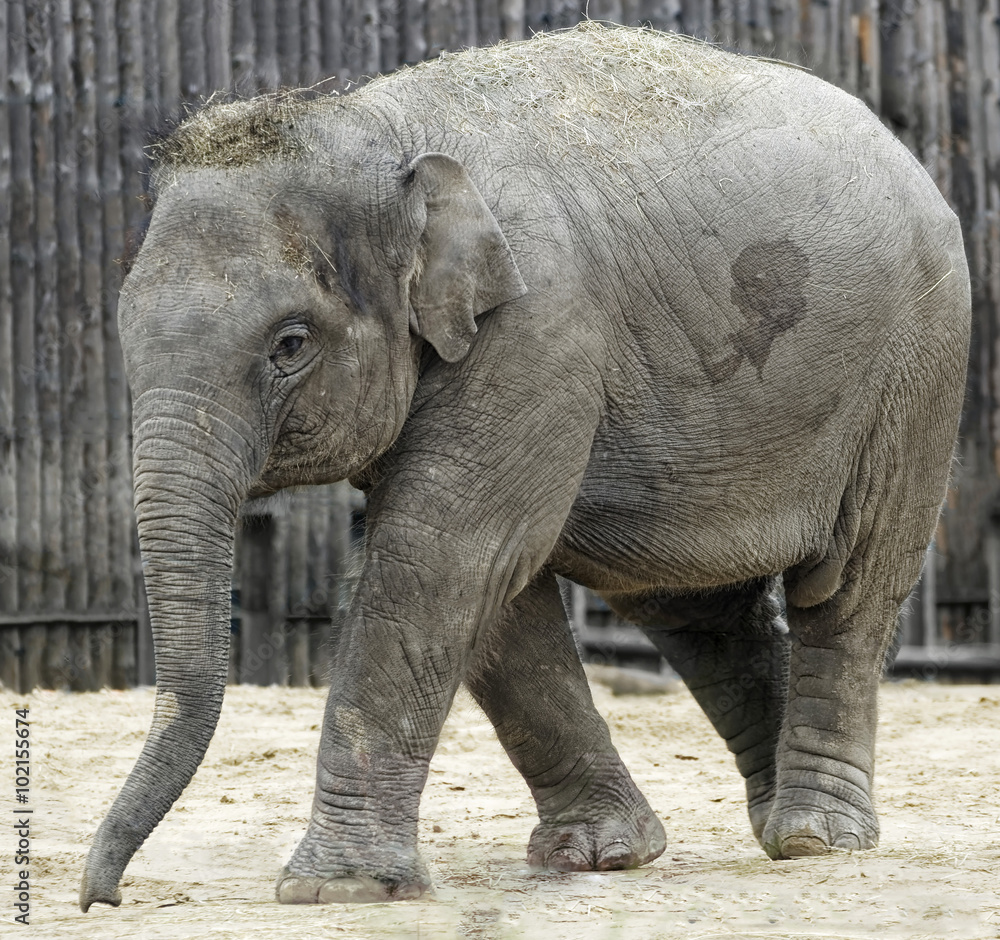 Fototapeta premium Elephant