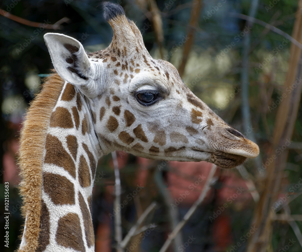 Obraz premium Giraffe
