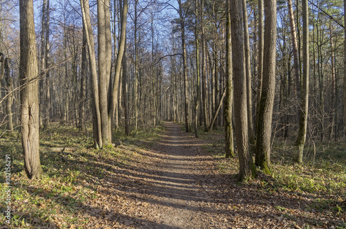 Wallpaper Mural The path in the autumn forest. Torontodigital.ca