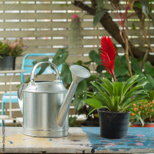 Watering can and Red Bromeliad Plant on a table
