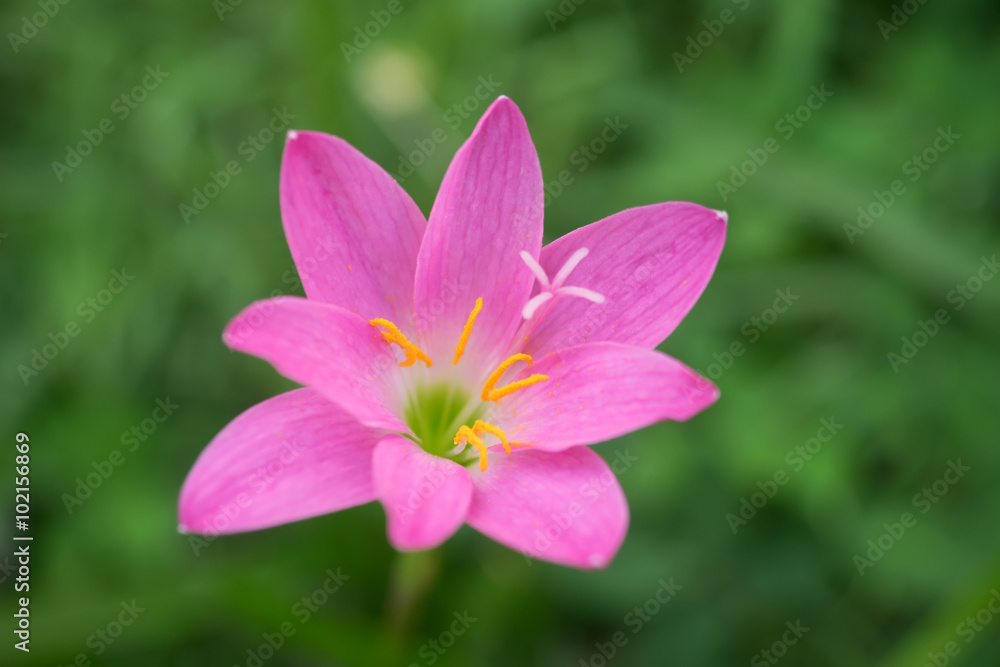 Pink flower on green background Pink flower on green background